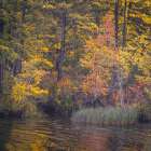 USA, New Jersey, Pine Barrens National Preserve. Autumn forest reflected in pond. Art Print